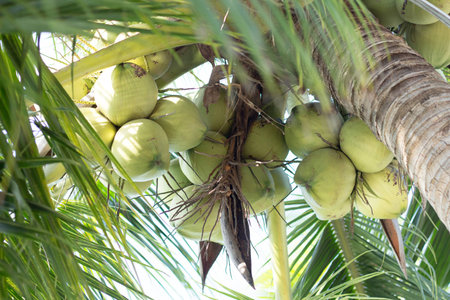 beautiful young green coconuts tree