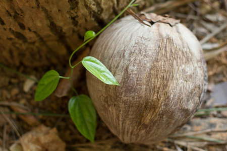 old coconut and branch of leafの写真素材