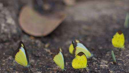 many yellow butterflies so beautifulの写真素材