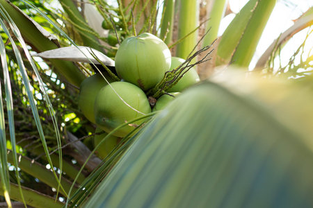 green coconuts tree