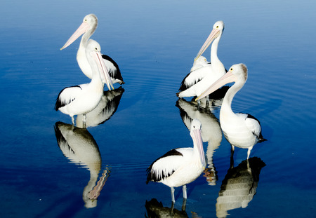 A group of pelicans in a lake の写真素材