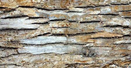 Bark on a tree trunkの写真素材