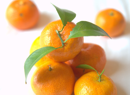A group of mandarins on white backgroundの写真素材