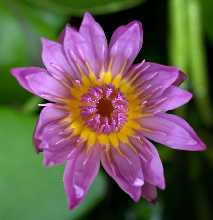 A purple water lily or lotusの写真素材