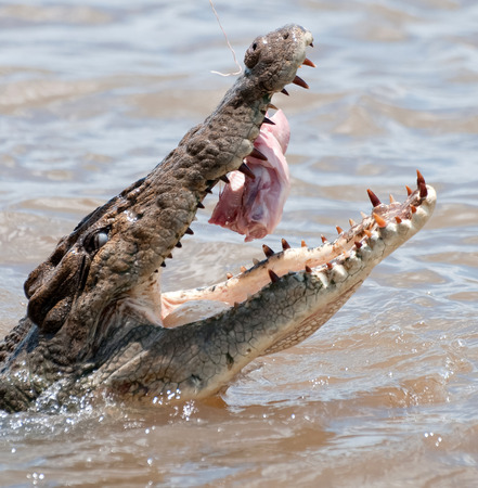 Hungry crocodile wolfing down raw meatの写真素材