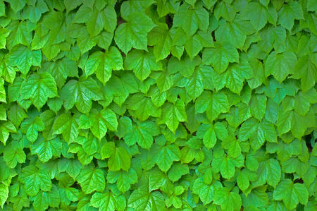 Patterned green leaves on a grapevine
