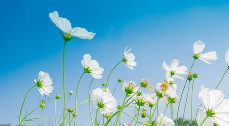 White cosmos flowers in the gardenの写真素材