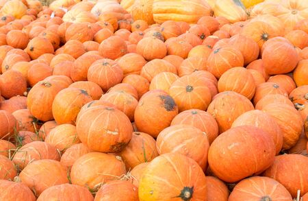 Giant orange pumpkins in the gardenの写真素材