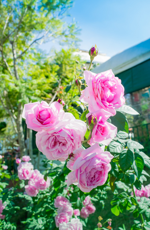Beautiful pink roses flower garden spring seasonの写真素材
