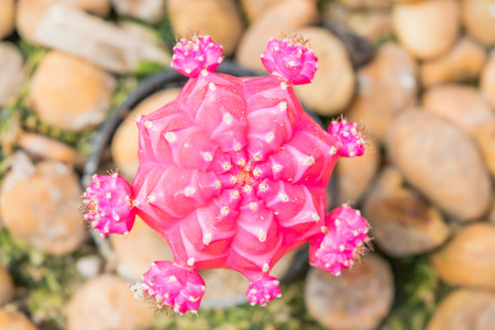 Pink head cactusの写真素材