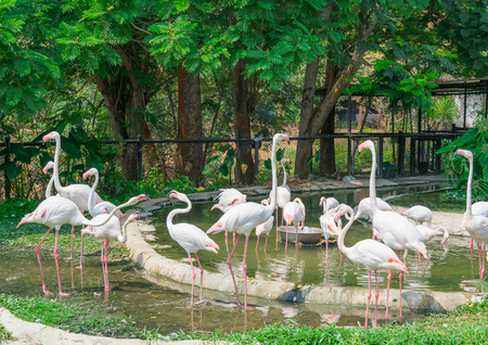 Flamingo in korat zoo, thailand.の写真素材