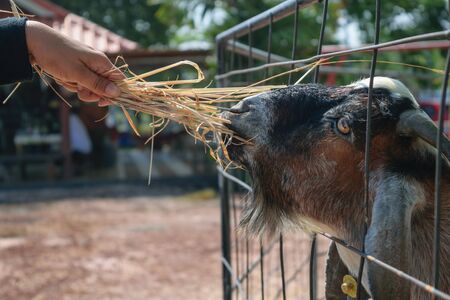 Hand feeding grass to goat in cage.の写真素材