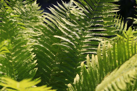Green bush fern, long leaves. Sunny. Nature textureの写真素材