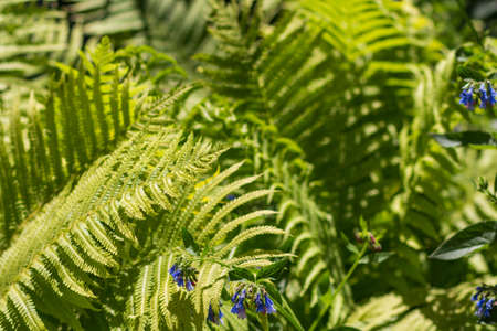 Green bush fern, long leaves. Sunny. Nature textureの写真素材