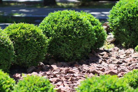 Decorative green bushes. Hedge. Stone sandstone, granite.の写真素材