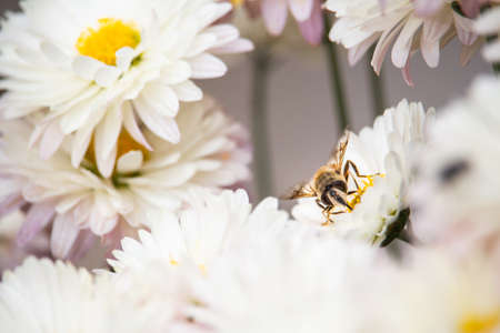 Bee macro on white chrysanthemum flowerの写真素材
