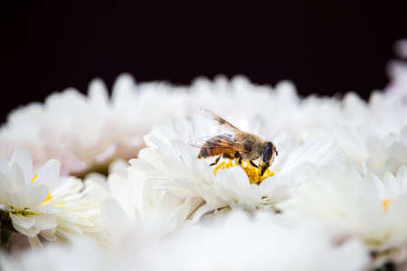 Bee macro on white beautiful chrysanthemum flower with black background. copy spaseの写真素材