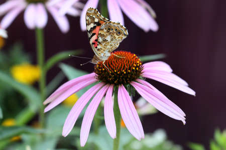 Macro of painted lady butterfly with wings up on pink coneflower, another name is Red Admiral, Latin name is vanessa cardui. Purple echinaceaの写真素材