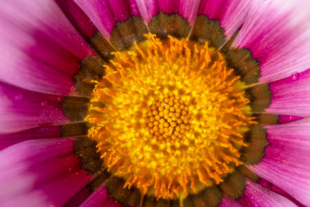 Macro big purple flower. Flower cardの写真素材