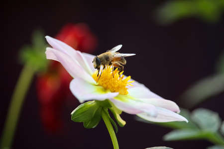 Macro bee on big white flower dahlia with blur flower background. flower cardの写真素材