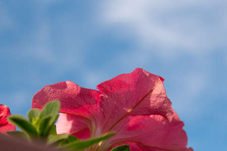 Petunia flowers against the sky. Photo below. Copy spaceの写真素材