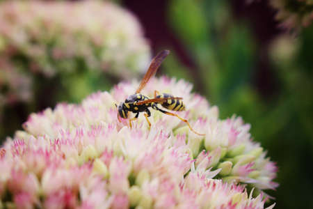 Wasp on beautiful decorative garden flower.Plant Sedum at sunny day. Flower cardの写真素材