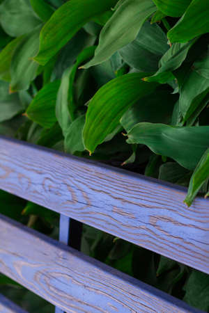 blue bench and green leaves of lily of the valleyの写真素材