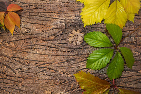 autumn leaves on tree bark. Copy spaceの写真素材