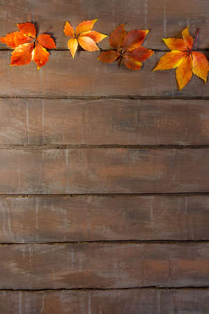 autumn leaves of wild grapes in a row on wooden boards. Copy spaceの写真素材