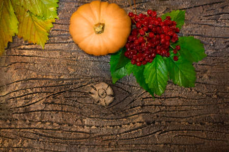 An orange pumpkin with red viburnum on a green leaves lies and on the bark of a tree. Dark background. Copy spaceの写真素材