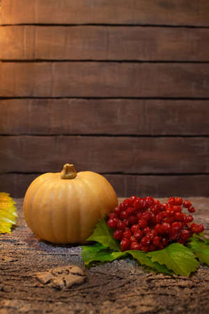 An orange pumpkin with red viburnum on a green leaves lies and on the bark of a tree. Dark background. Copy spaceの写真素材