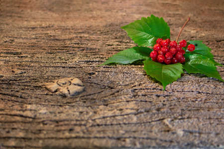 viburnum on a green leaf lies on the bark of a treeの写真素材