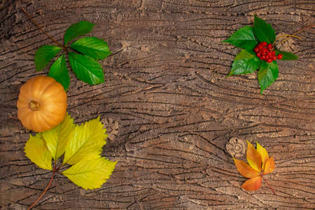 An orange pumpkin with red viburnum on a green, yellow, red leaves lies on the bark of a tree. Dark background. Copy spaceの写真素材