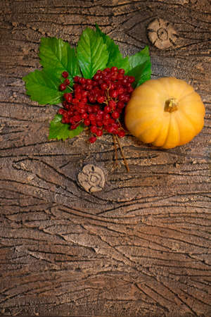 An orange pumpkin with red viburnum on a green leaves lies and on the bark of a tree. Dark background. Copy spaceの写真素材