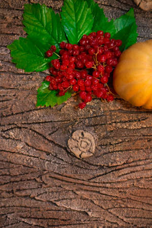 An orange pumpkin with red viburnum on a green leaves lies and on the bark of a tree. Dark background. Copy spaceの写真素材