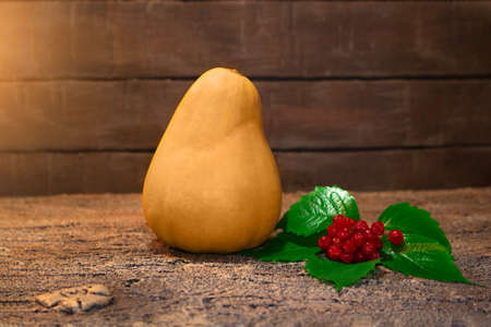 An orange pumpkin with red viburnum on a green leaves lies and on the bark of a tree. Dark background. Copy spaceの写真素材