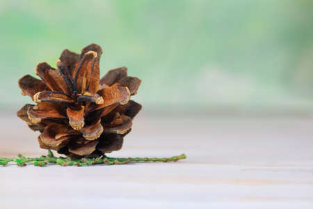 Pine cone with green spruce branch. Merry Christmas and New Year card. Copy spaceの写真素材