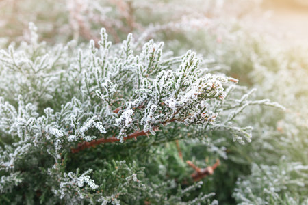 Thuja with frost. Sunny day. Nature winter background with snowy tree. Cold warm card. Copy spaceの写真素材