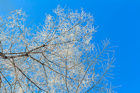 Rime on tree branch on blue clear sky. Nature winter background. Copy spaceの写真素材