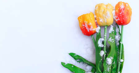 Yellow and red big tulips lie in the snow. Greeting card. Winter or spring. Copy spaceの写真素材
