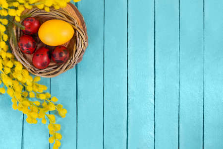 Branch of mimosa, dyed red spotted quail and yellow eggs in nest on blue wooden boards. Easter background. Copy spaceの写真素材