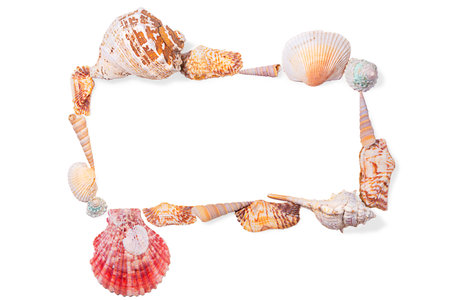 Rectangular frame from seashells, molluscs and seashells on white isolated background. Sea background. Copy spaceの写真素材