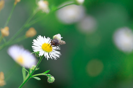 Fly on a white camomile on a green blurred background. Macro. Copy space
