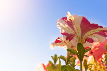 Blooming petunias against the blue sky. Bottom view of the photo. Copy spaceの写真素材