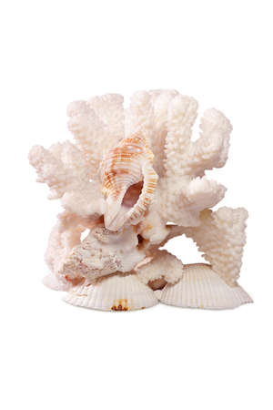 White coral with sea shell on clam scallop on white background. Isolatedの写真素材