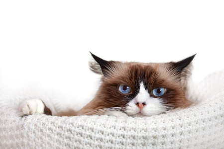 A blue-eyed Ragdoll cat lies in knitted basket. She looks into camera. Ears are flattened. White isolated background with place for text. Copy spaceの写真素材