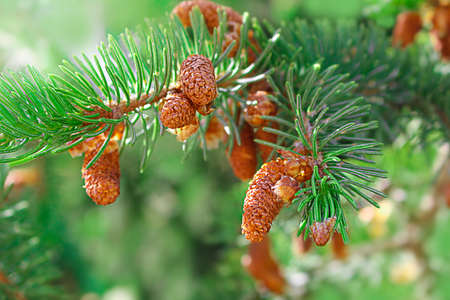 Green spruce twig with brown cones without snow. Autumn winter spring Summer. Sunny. Natureの写真素材