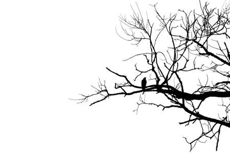 Black bird crow silhouette on bare branch on white cut out isolated background. Copy spaceの写真素材