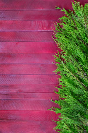 Texture of red and purple boards with branches of green thuja. Christmas, New Year. Vertical. Copy spaceの写真素材