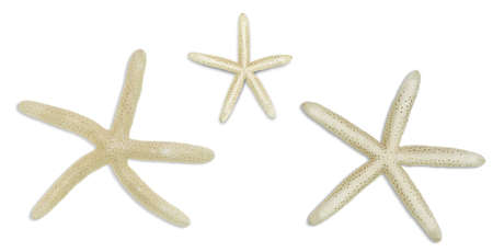 Beige starfishes on white isolated background. Cut out design elements. Vacation concept, sea, beachの写真素材